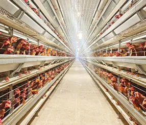 Pran to invest Tk 600cr more in poultry portfolio by 2027